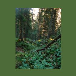 2012-08-09_01Fischunkel-Alm_Wasseralm (388).JPG